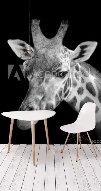 Picture of Black And White Giraffe Portrait